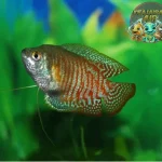 Ikan Sepat Ide 1 Bisnis Kreatif Bikin Dompet Tebal!