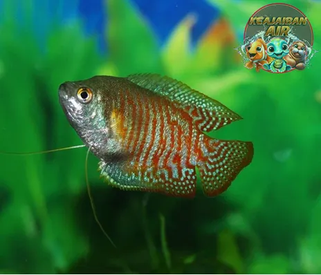 Ikan Sepat Ide 1 Bisnis Kreatif Bikin Dompet Tebal!