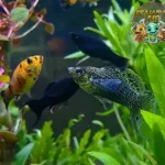 Mengenal Ikan Molly, 30 Hiasan Cantik di Akuarium