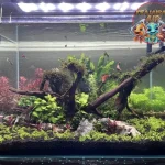 Aquascape Jungle Style Bikin 800 Ikan Serasa di Amazon!