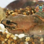 Katak Gembong Hewan Legenda 999 Tahun
