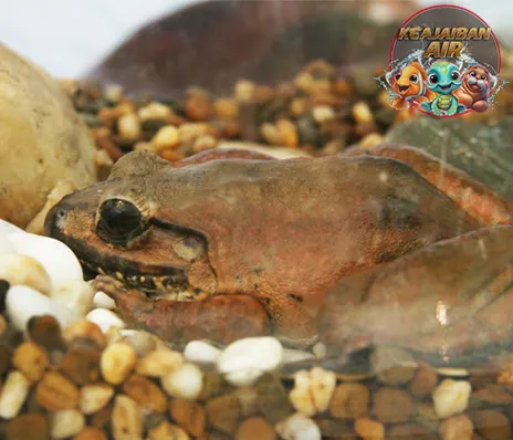 Katak Gembong Hewan Legenda 999 Tahun
