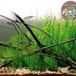 Biotope Harmoni Alam dalam Sentuhan 3 Kreatif