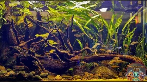 Biotope Harmoni Alam dalam Sentuhan 3 Kreatif