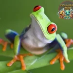 Katak Amfibi Seru dengan 4 Adaptasi Hebat di Alam