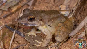 Katak Gembong Hewan Legenda 999 Tahun