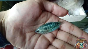 Ikan Sepat Ide 1 Bisnis Kreatif Bikin Dompet Tebal!