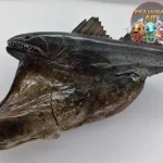 Black Swallower, Si Penelan Hidup dari 1 Laut Dalam