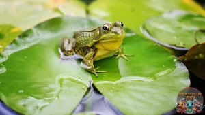 Katak Amfibi Seru dengan 4 Adaptasi Hebat di Alam