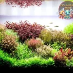 Dutch Aquarium 12 Fakta Menarik di Balik Akuarium