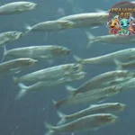 Ikan Sarden dan Pola 4 Hidupnya Menakjubkan