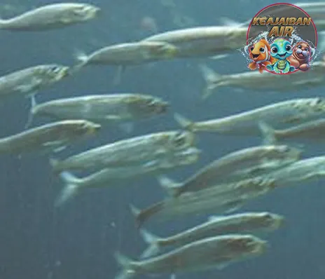 Ikan Sarden dan Pola 4 Hidupnya Menakjubkan