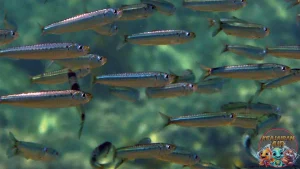 Ikan Sarden dan Pola 4 Hidupnya Menakjubkan