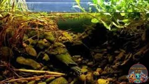 Biotope Menciptakan 3 Surga Alami di Rumah Anda