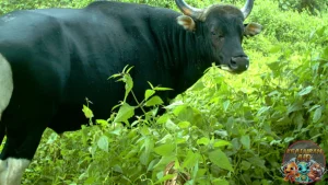 Banteng Si Gagah Jadi 4 Ikon Kekuatan Hutan