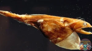 Black Swallower, Si Penelan Hidup dari 1 Laut Dalam