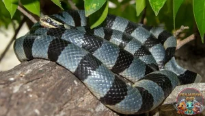 Sea Kraits Mitos vs Fakta Ada Angka 4 Mengejutkan!