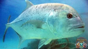 Hidup Ikan Kuwe, Si Penghuni 3 Laut yang Enerjik