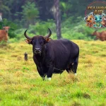 Banteng Si Gagah Jadi 4 Ikon Kekuatan Hutan