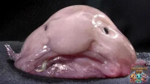 Ikan Mulut Bristle, Si Unik Bikin 5 Orang Penasaran!