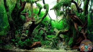 Aquascape Jungle Style Bikin 800 Ikan Serasa di Amazon!