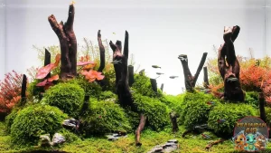 Dutch Aquarium 12 Fakta Menarik di Balik Akuarium