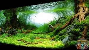 Jungle Style 5 Inspirasi Hiasan Air yang Memukau