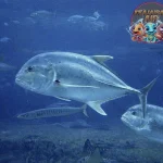 Hidup Ikan Kuwe, Si Penghuni 3 Laut yang Enerjik