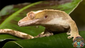 Crested Gecko 14 Style Reptil Kecil, Pesonanya Gede