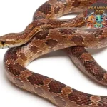 Misteri Ular Jagung 56 Si Peliharaan yang Hits Abis