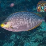 Ikan Baronang: Si Cantik Berbahaya dari Lautan