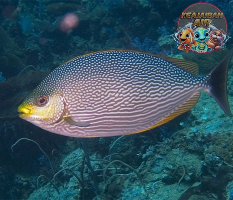 Ikan Baronang: Si Cantik Berbahaya dari Lautan