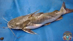 Ikan Jambal Roti Misteri Habitat & Perilaku Si Ikan!