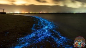 Milky Sea: Saksikan 5 Keindahan Lautan Menyala!