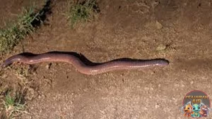 Sesilia Amfibi Langka yang Perlu Kita Lindungi!