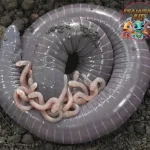 Caecilian Rahasia Kehidupan di Bawah Tanah