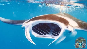 Pari Manta Pesona Keanggunan di Kedalaman Samudra