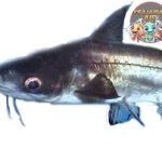 Ikan Jambal Roti Misteri Habitat & Perilaku Si Ikan!