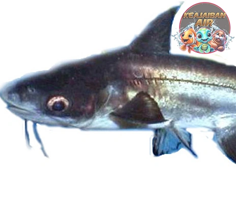 Ikan Jambal Roti Misteri Habitat & Perilaku Si Ikan!