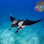 Pari Manta Pesona Keanggunan di Kedalaman Samudra