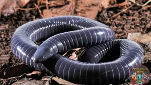 Caecilian Rahasia Kehidupan di Bawah Tanah