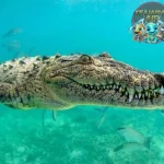 Buaya Air Asin: Pertarungan Sengit di Alam Liar!