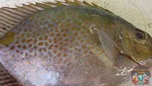 Ikan Baronang: Si Cantik Berbahaya dari Lautan