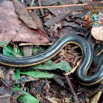 Sesilia Amfibi Langka yang Perlu Kita Lindungi!