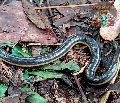 Sesilia Amfibi Langka yang Perlu Kita Lindungi!