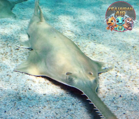 Ikan Pari Gergaji Fakta Menakjubkan Biasa