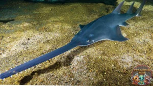 Ikan Pari Gergaji Fakta Menakjubkan Biasa