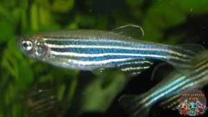 Ikan Zebra Danio Cantik dan Mudah Dipelihara