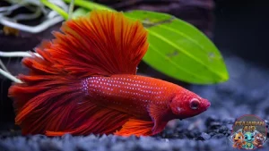 Ikan Cupang: Si Fighter Super Praktis!