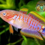 Ikan Goby Si Penghuni Dasar yang Punya Skill
